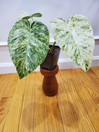 Philodendron Giganteum Variegated Plant Rare Variegated Aroid