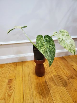 Philodendron Giganteum Variegated plant Rare Variegated Aroid 2