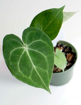 Anthurium Clarinervium Rare Tropical Aroid Live Plant