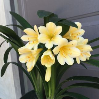 Rare Beauty Dr Solomon Hybrid Yellow Clivia Mature Blooming Plant Several Offset