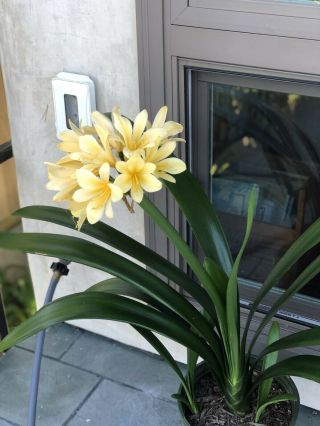 Rare Beauty Dr Solomon Hybrid Yellow Clivia Mature Blooming plant several offset 2
