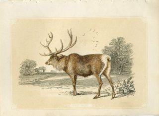 1853 The Stag Deer Antique Coloured Engraving Print W.  I.  Bicknell