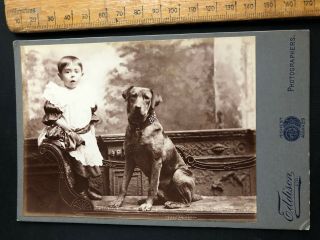 H Antique Victorian 1880s Eddison Child & Gun Dog B&w Photo Cabinet Card