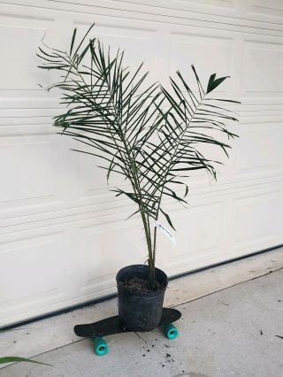 Acrocomia Aculeata,  Gru Gru Palm / Rare Live Palm Tree,  Large 3 Gal.  Spikes