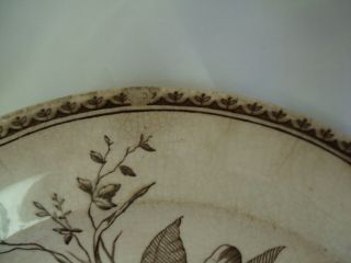 ANTIQUE G.  W.  TURNER & SONS BROWN TRANSFER WARE BRAZIL PATTERN PLATE 9.  5 