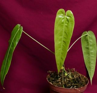 Anthurium Species Mini Rare Velvet Aroid Plant
