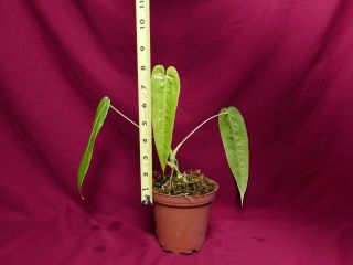 Anthurium Species Mini Rare Velvet Aroid Plant 2