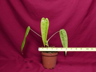 Anthurium Species Mini Rare Velvet Aroid Plant 3