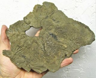 Big Rare Pyrite Multi - Crinoid 210 Mm Fossil Uk Jurassic Pentacrinites Charmouth