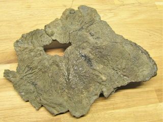 BIG Rare pyrite multi - crinoid 210 mm fossil UK Jurassic Pentacrinites Charmouth 2