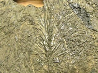 BIG Rare pyrite multi - crinoid 210 mm fossil UK Jurassic Pentacrinites Charmouth 3