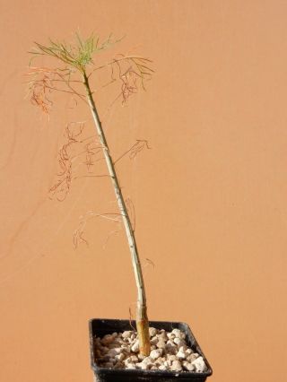 Commiphora Kraeuseliana - Succulent - Caudex - Very Rare - Namibia - Seedling