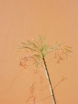 Commiphora kraeuseliana - Succulent - Caudex - Very Rare - Namibia - Seedling 2
