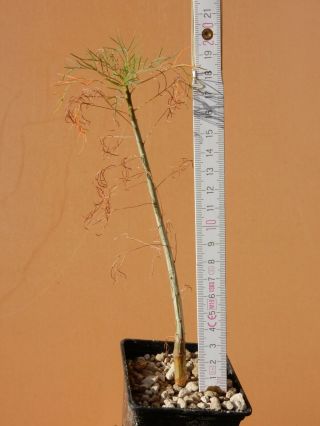Commiphora kraeuseliana - Succulent - Caudex - Very Rare - Namibia - Seedling 3