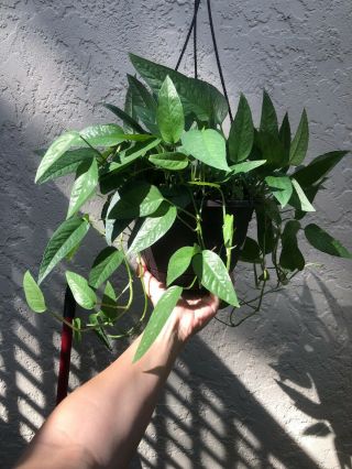 Rare Pothos Epipremnum Pinnatum ‘cebu Blue’ 2 Cuttings House Plant