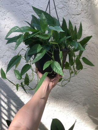 Rare Pothos Epipremnum pinnatum ‘Cebu Blue’ 2 Cuttings House plant 2