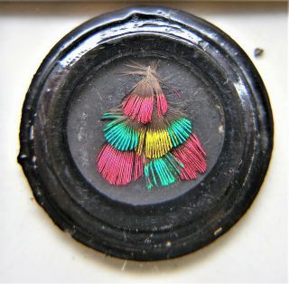Antique Microscope Slide Of Arranged Hummingbird Feathers