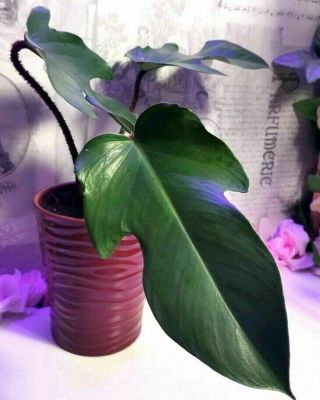 Rare Philodendron P.  Squamiferum Aroid Well Rooted Plant Tropical Houseplant Gift