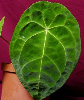 Anthurium Forgetii Large Rare Velvet Aroid Plant