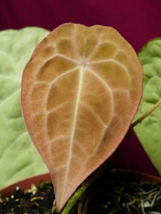 Anthurium Forgetii LARGE Rare Velvet Aroid Plant 2