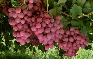 Giant Red Grape Seeds - Rare - Heirloom - Exotic - 10 Seeds