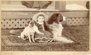 Large Antique Cabinet Card - Small Girl With Two Dogs On Rug - Pach Bros.  Photo