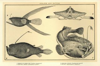 Vintage Print: Anglers And Batfish - Ca.  1900 Illustration - Fish Print