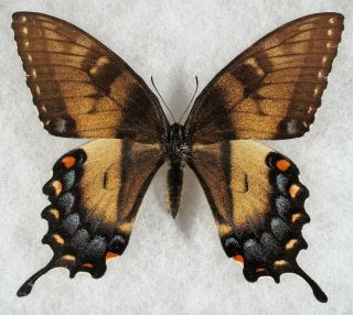 Insect/butterfly/ Papilio Glaucus - Female 3.  5 " Smoky Color - Very Rare