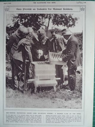 1916 Ww1 Print.  " Bees Provide An Industry For Maimed Soldiers.  " Rare