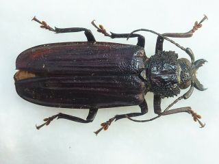 Very Rare Prioninae Physopleurus Tritomicros Male 41mm,  French Guyana