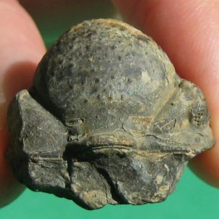 Extremely Rare Trilobite Fossil Cephalon Viaphacops Pirovanoi