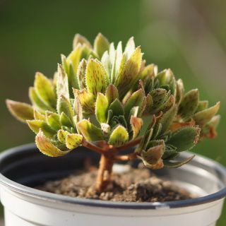CG:Aeonium smithii hybrid rare variegated Succulents Echeveria Crassula Lithops 2