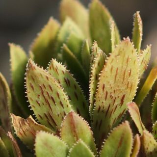 CG:Aeonium smithii hybrid rare variegated Succulents Echeveria Crassula Lithops 3