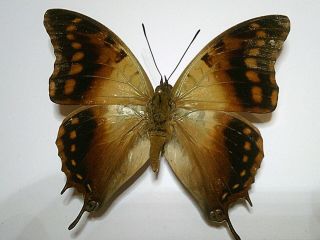 Real Insect/butterfly/moth Set B5606 Rare Charaxes Candiope 7 Cm