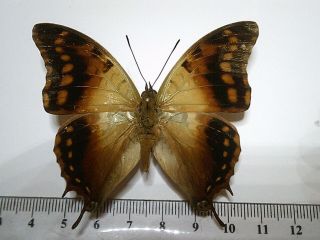 Real Insect/Butterfly/Moth Set B5606 Rare Charaxes candiope 7 cm 2