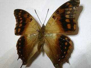 Real Insect/Butterfly/Moth Set B5606 Rare Charaxes candiope 7 cm 3