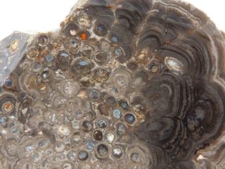 Rimrock: 3.  95 Lbs Rare Mexican? Stromatolite Rough