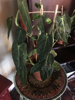 Rare Philodendron Melanochrysum - Aroid - Monstera - Extra Large Leafs (c)