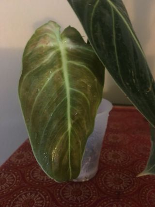 Rare PHILODENDRON MELANOCHRYSUM - Aroid - Monstera - Extra Large Leafs (C) 2