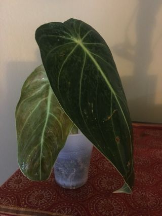 Rare PHILODENDRON MELANOCHRYSUM - Aroid - Monstera - Extra Large Leafs (C) 3