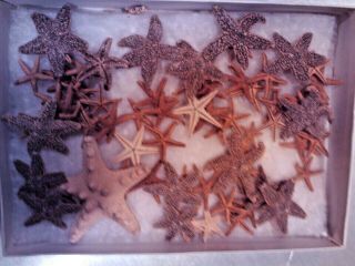 Antique / Vintage Box Full Real Dried Starfish Nautical Beach Ocean