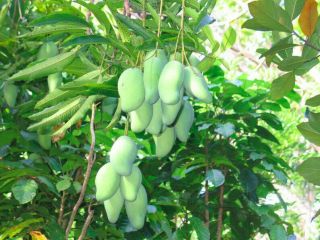 Dwarf Ice Cream Mango Tree Delicious Fruits Rare