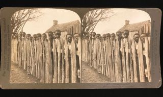 1901 Rare Racist Stereoview Black Americana,  H.  C.  White,  " All Coons Look Alike "