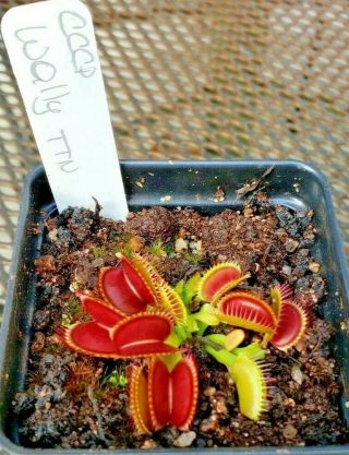 Rare Carnivorous Venus Flytrap Plant " Wally "