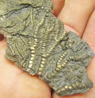Rare Gold Pyrite Crinoid Head 78mm Fossil Uk Jurassic Pentacrinites Charmouth