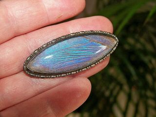 Antique Victorian Jewelery Sterling Silver Blue Morpho Butterfly Wing Brooch Pin