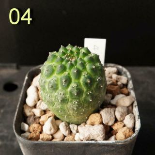 Euphorbia Gymnocalycioides Seed Grow Rare 04 / Succulent
