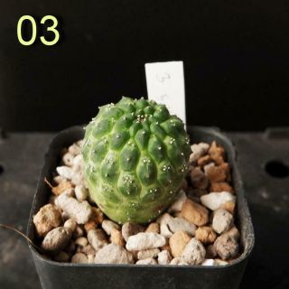 Euphorbia Gymnocalycioides (seed Grow) Rare 03 / Succulent