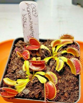 Rare Carnivorous Venus Flytrap Plant " Maroon Monster X Dcxl "