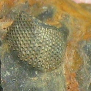 Extremely Rare Trilobite Fossil Cephalon Wolfartaspis Cornutus